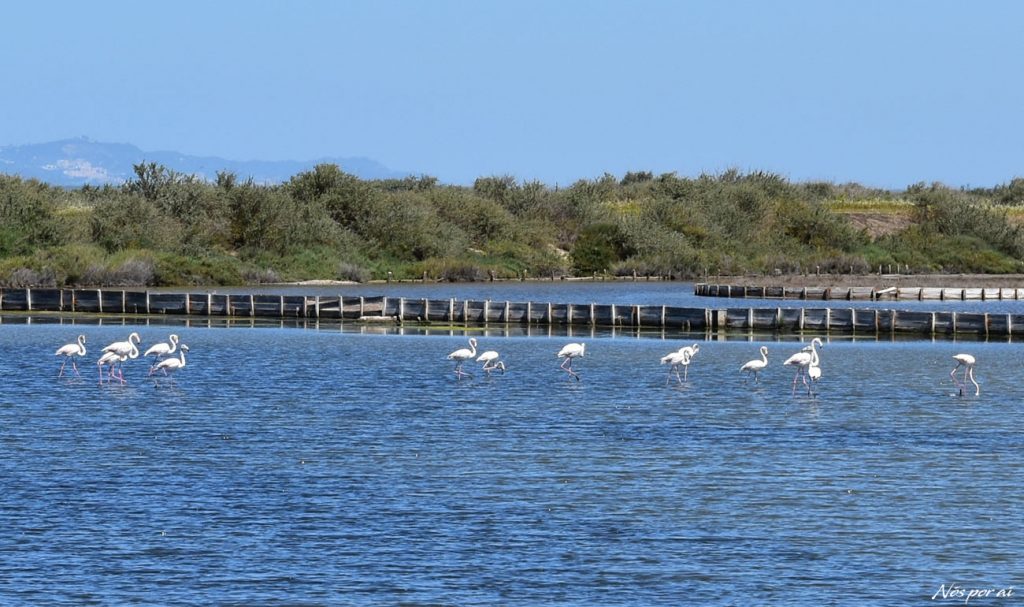 Trilho do Pernilongo, Salinas do Samouco