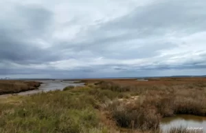 Carrasqueira