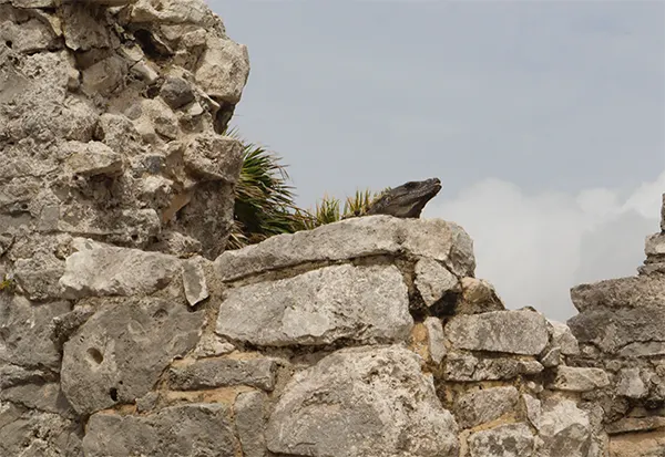 Iguana