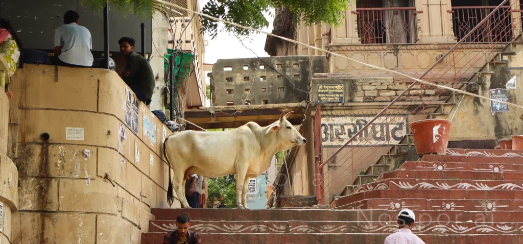 Varanasi: a vida e a morte encontram-se no Ganges